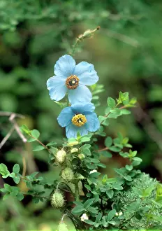 Meconopsis: BLUE POPPY