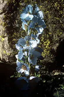 Meconopsis: Blue Poppy