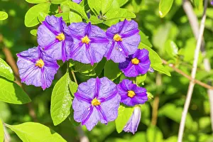 Cycle: Blue potato bush, Solanum rantonnetii Outre Mer, flowers
