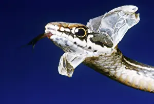 Molting: Blue Racer shedding skin