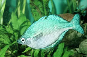 Lacustris: Blue Rainbow Fish