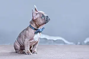 Elegance: Blue red fawn French Bulldog dog puppy with blue