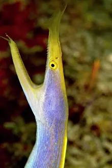 Rhinomuraena: Blue Ribbon Eel