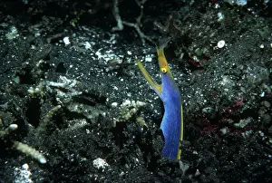 Subadults: Blue Ribbon Eel - lives in sandy areas in the central
