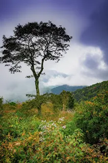 Vista: Blue Ridge Parkway, Smoky Mountains, USA
