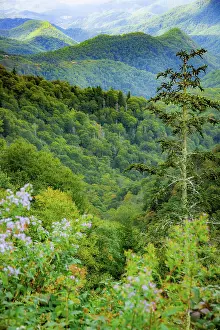 Roadside: Blue Ridge Parkway vista, Smoky Mountains, USA