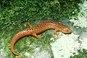 Pseudotriton: Blue Ridge Red Salamander