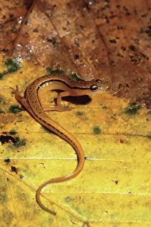 Appalachian: Blue Ridge Two-lined Salamander