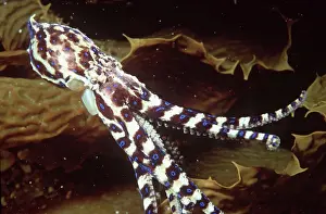 Maculosus: Blue-ringed Octopus