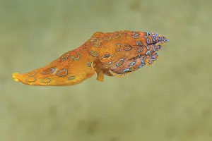 Molluscan: Blue Ringed Octopus