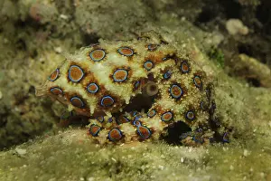 Molluscan: Blue Ringed Octopus