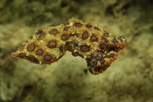 Molluscan: Blue Ringed Octopus