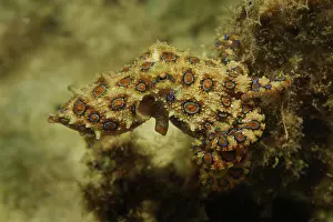 Molluscan: Blue Ringed Octopus
