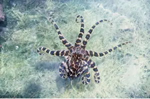 Rings: BLUE-RINGED OCTOPUS
