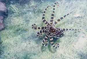 Rings: Blue-ringed OCTOPUS
