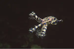 Molluscs: BLUE-RINGED OCTOPUS
