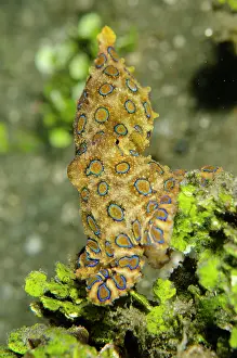 Ring: Blue-ringed Octopus