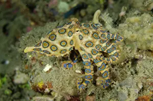 Ring: Blue-ringed Octopus