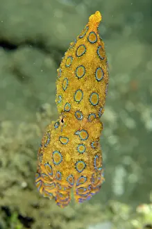 Ring: Blue-ringed Octopus