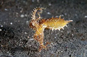 Joleha: Blue-ringed Octopus with defensive posture