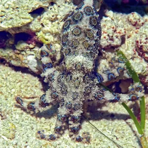 Visayas: Blue ringed Octopus (Hapalochlaena lunulata), Blue
