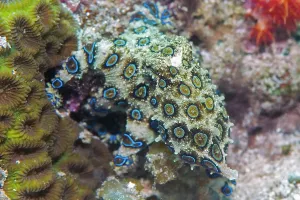 Visayas: Blue ringed Octopus (Hapalochlaena lunulata), Blue