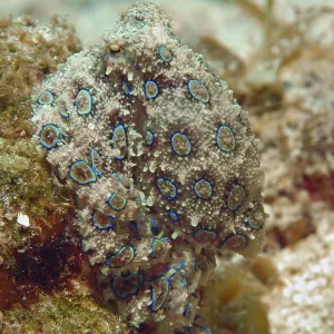 Camouflages: Blue ringed Octopus (Hapalochlaena lunulata) camouflages