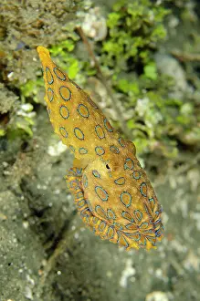 Ring: Blue-ringed Octopus swimming