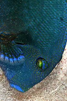 Rippled: Blue Rippled Triggerfish - looking for food in the sand