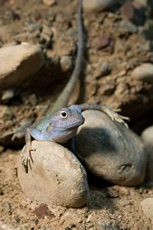 Sinai: Blue Rock Agama / Blue Headed Agama / Sinai Agama