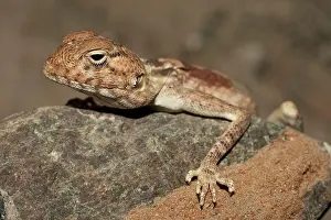 Sinai: Blue Rock Agama / Blue Headed Agama / Sinai Agama
