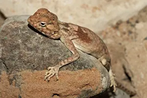 Agama: Blue Rock Agama / Blue Headed Agama / Sinai Agama