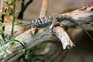 Trunks: Blue rock iguana (Petrosaurus thalassinus)