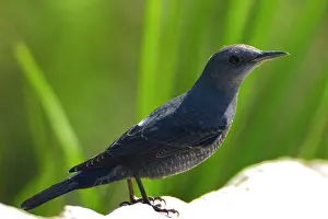 Monticola: Blue Rock Thrush