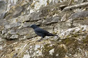 Monticola: Blue Rock Thrush