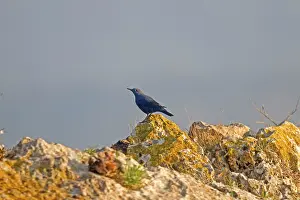 Monticola: Blue Rock Thrush