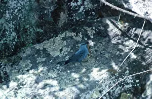 Monticola: Blue Rock-Thrush