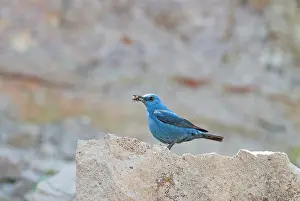 Monticola: Blue Rock Thrush