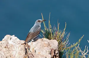 Lesbos: Blue Rock Thrush