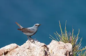 Lesbos: Blue Rock Thrush