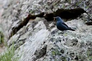 Monticola: Blue Rock Thrush - adult male perching on a rock