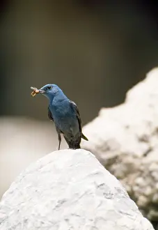 Monticola: Blue Rock THRUSH - male, with food in beak