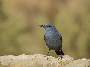 Thrush: Blue Rock Thrush Monticola solitarius Valencia