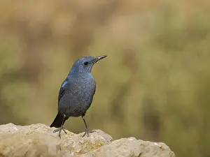 Thrush: Blue Rock Thrush Monticola solitarius Valencia