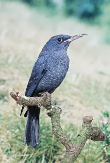 Thrushes: BLUE ROCK THRUSH - PERCHING