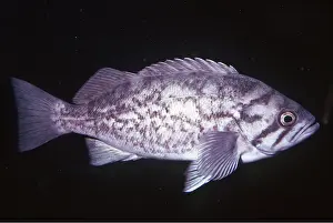 Showing: BLUE ROCKFISH - whole body, showing lateral line