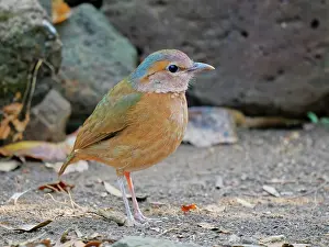 Vietnam: Blue Rumped Pitta Hydrornis soror Cat Tien National