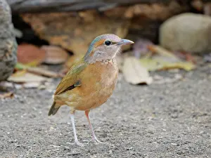 Vietnam: Blue Rumped Pitta Hydrornis soror Cat Tien National