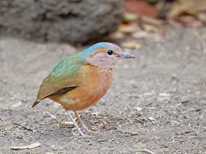 Vietnam: Blue Rumped Pitta Hydrornis soror Cat Tien National