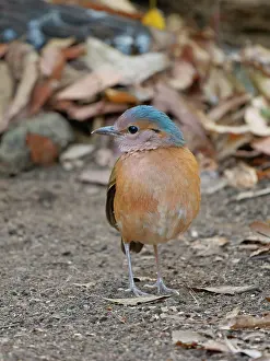 Vietnam: Blue Rumped Pitta Hydrornis soror Cat Tien National